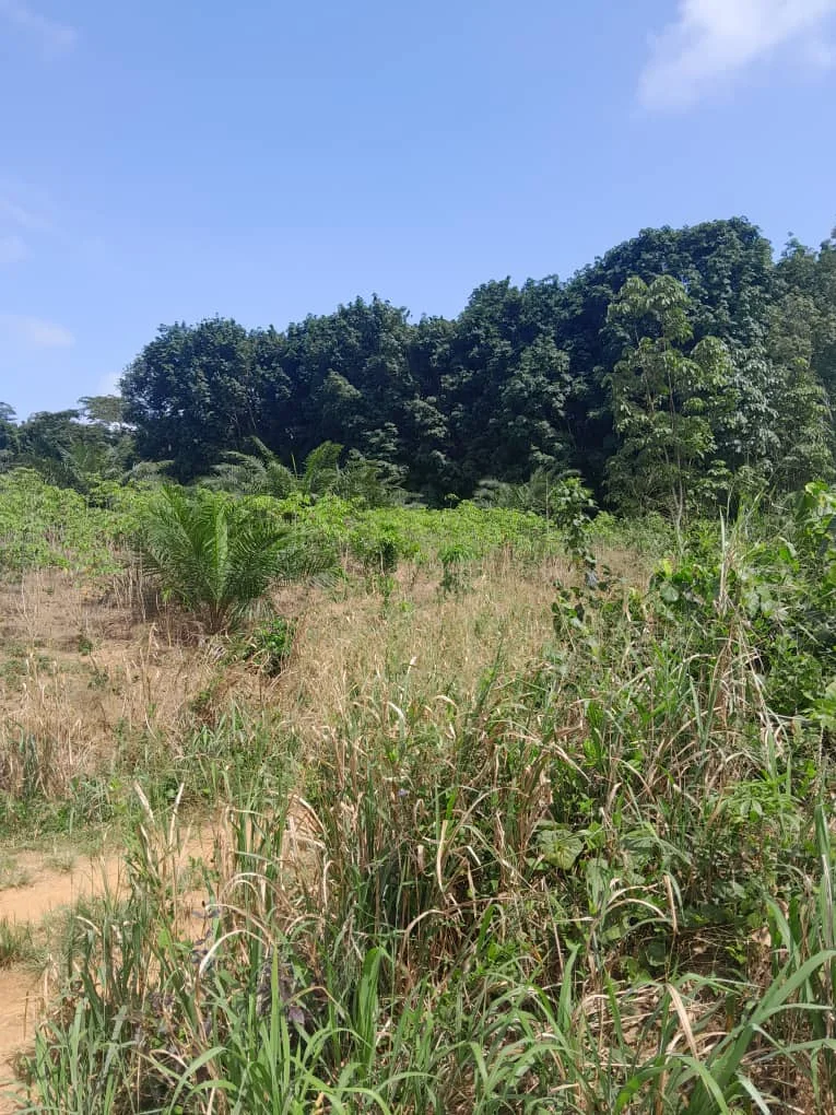 terrain1